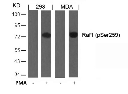 Polyclonal Antibody to Raf1 (Phospho-Ser259)