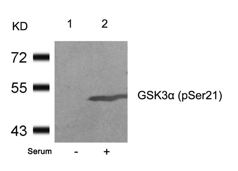 Polyclonal Antibody to GSK3 Alpha (Phospho-Ser21)