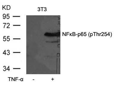 Polyclonal Antibody to NFkB-p65 (Phospho-Thr254)