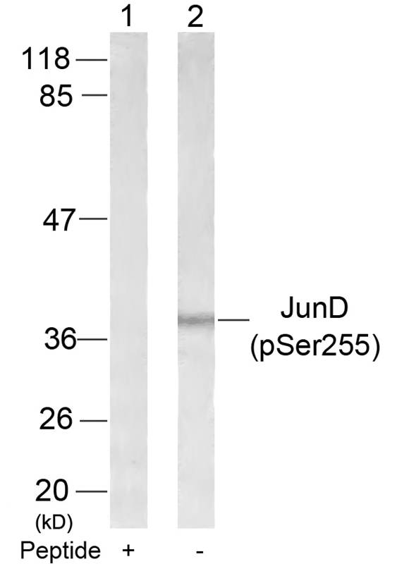 Polyclonal Antibody to JunD (Phospho-Ser255)