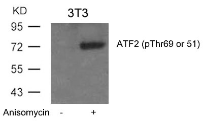 Polyclonal Antibody to ATF2 (Phospho-Thr69 or 51)