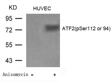 Polyclonal Antibody to ATF2 (Phospho-Ser112 or 94)