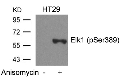 Polyclonal Antibody to Elk1 (Phospho-Ser389)