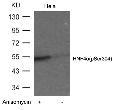 Polyclonal Antibody to HNF4 Alpha (Phospho-Ser304)