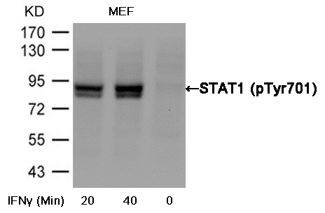 Polyclonal Antibody to STAT1 (Phospho-Tyr701)