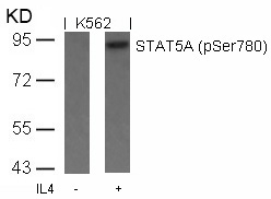 Polyclonal Antibody to STAT5A (Phospho-Ser780)