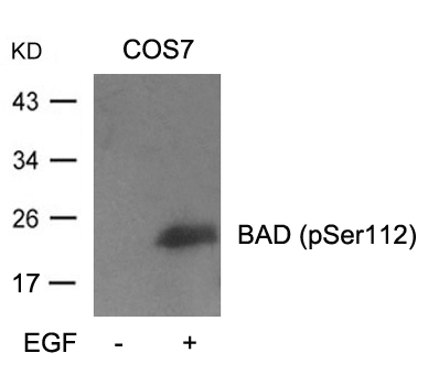 Polyclonal Antibody to BAD (Phospho-Ser112)