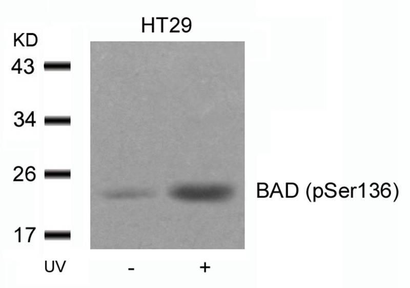 Polyclonal Antibody to BAD (Phospho-Ser136)