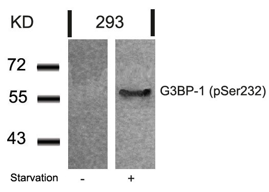 Polyclonal Antibody to G3BP-1 (Phospho-Ser232)