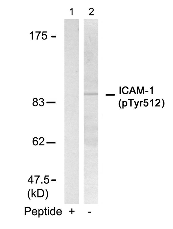 Polyclonal Antibody to ICAM-1 (Phospho-Tyr512)