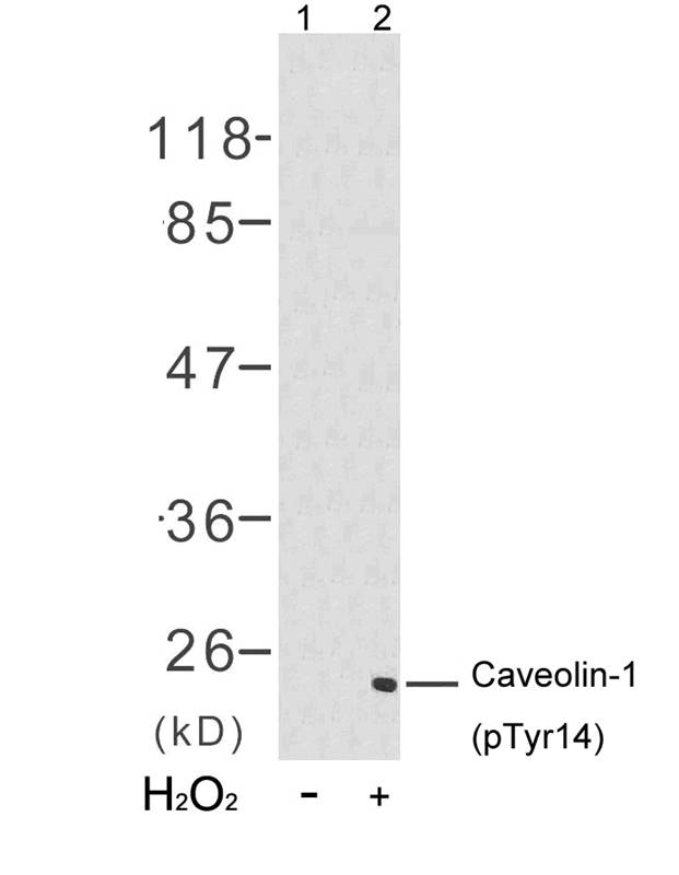 Polyclonal Antibody to Caveolin-1 (Phospho-Tyr14)