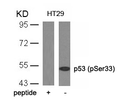 Polyclonal Antibody to p53 (Phospho-Ser33)