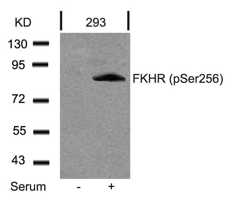 Polyclonal Antibody to FKHR (Phospho-Ser256)