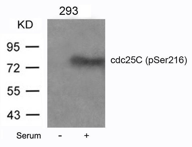 Polyclonal Antibody to cdc25C (Phospho-Ser216)