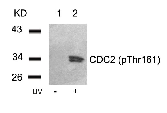 Polyclonal Antibody to CDC2 (Phospho-Thr161)