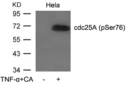 Polyclonal Antibody to cdc25A (Phospho-Ser76)