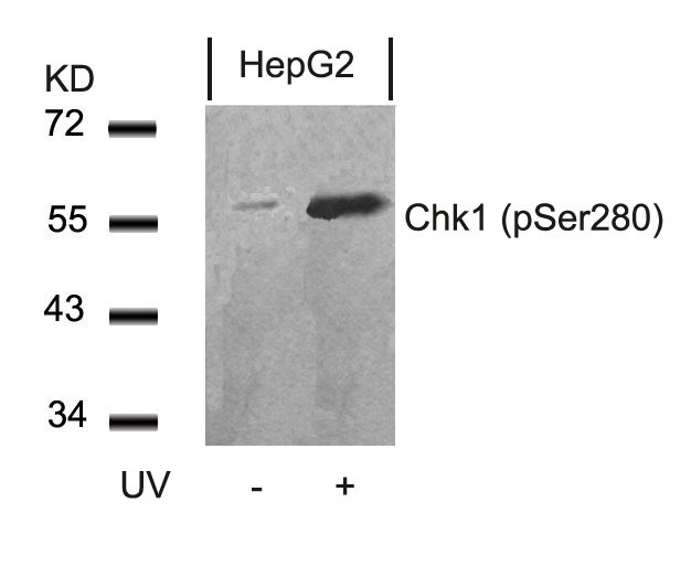 Polyclonal Antibody to Chk1 (Phospho-Ser280)