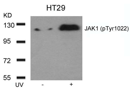 Polyclonal Antibody to JAK1 (Phospho-Tyr1022)