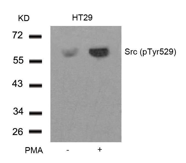 Polyclonal Antibody to Src (Phospho-Tyr529)