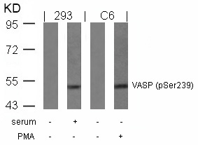 Polyclonal Antibody to VASP (Phospho-Ser239)