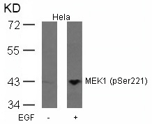 Polyclonal Antibody to MEK1 (Phospho-Ser221)