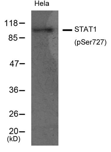 Polyclonal Antibody to STAT1 (Phospho-Ser727)