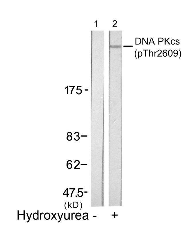 Polyclonal Antibody to DNA PKcs (Phospho-Thr2609)