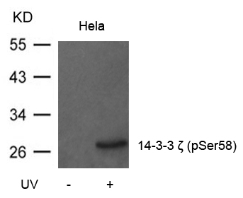 Polyclonal Antibody to 14-3-3 zeta (Phospho-Ser58)