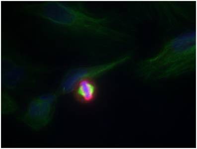 Polyclonal Antibody to Histone H3.1 (Phospho-Ser10)