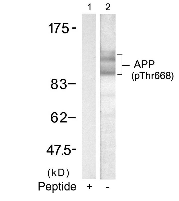 Polyclonal Antibody to APP (Phospho-668)