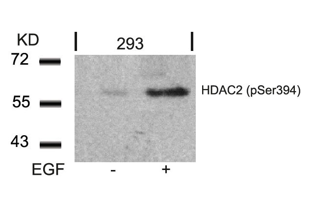 Polyclonal Antibody to HDAC2 (Phospho-Ser394)