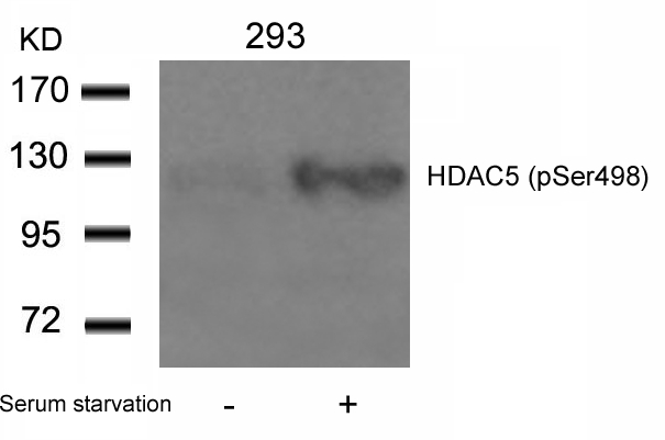 Polyclonal Antibody to HDAC5 (Phospho-Ser498)