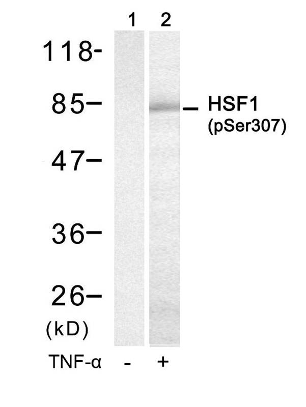 Polyclonal Antibody to HSF1 (Phospho-Ser307)