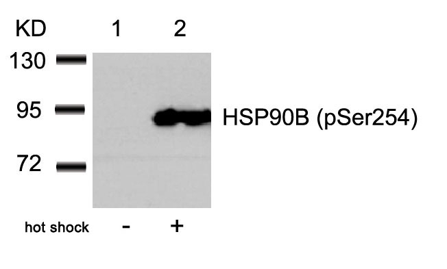 Polyclonal Antibody to HSP90B (Phospho-Ser254)