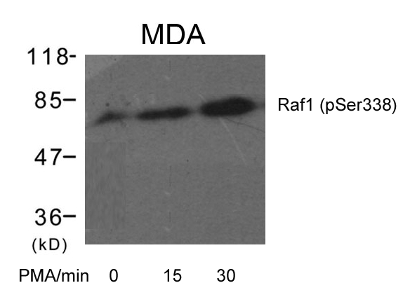 Polyclonal Antibody to Raf1 (Phospho-Ser338)