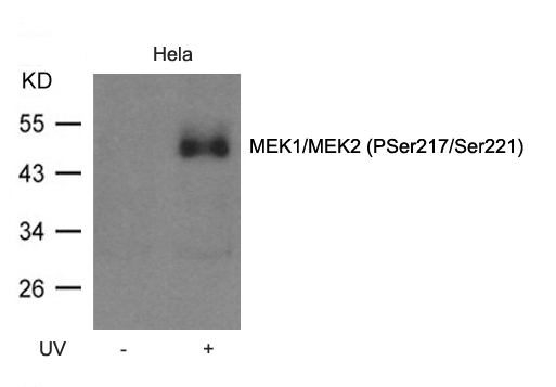 Polyclonal Antibody to MEK1/MEK2 (Phospho-Ser217/Ser221)