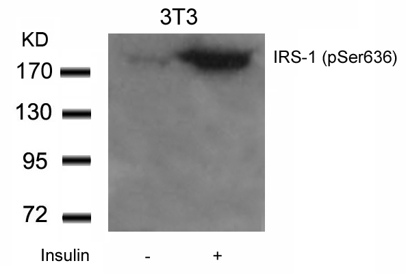 Polyclonal Antibody to IRS-1 (Phospho-Ser636)