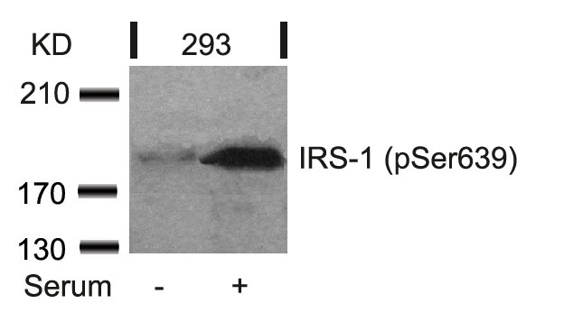 Polyclonal Antibody to IRS-1 (Phospho-Ser639)