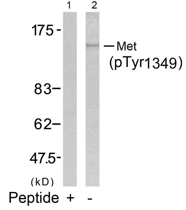 Polyclonal Antibody to Met (Phospho-Tyr1349)