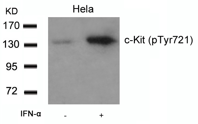 Polyclonal Antibody to c-Kit (Phospho-Tyr721)