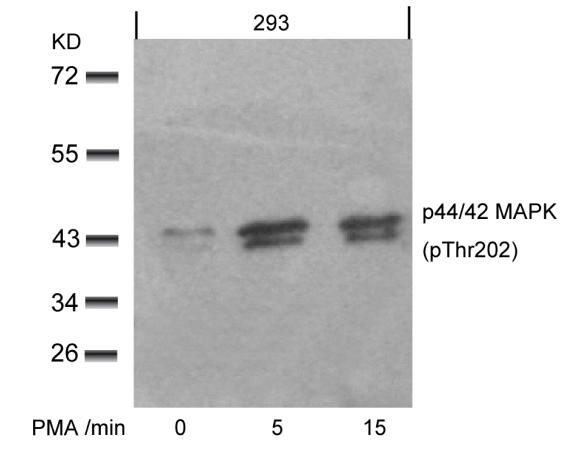 Polyclonal Antibody to p44/42 MAP Kinase (Phospho-Thr202)