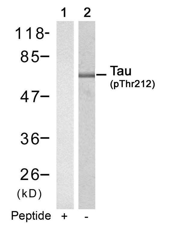 Polyclonal Antibody to Tau (Phospho-Thr212)