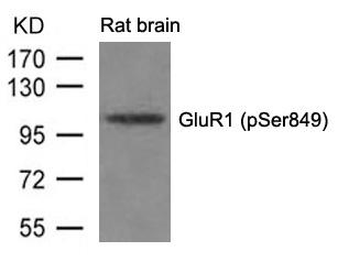 Polyclonal Antibody to GluR1 (phospho-Ser849)