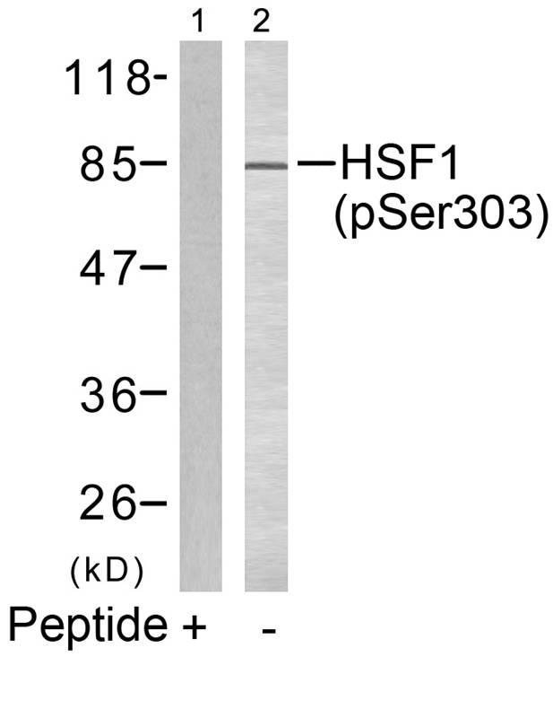 Polyclonal Antibody to HSF1 (phospho-Ser303)