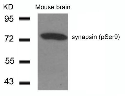 Polyclonal Antibody to synapsin (Phospho-Ser9)