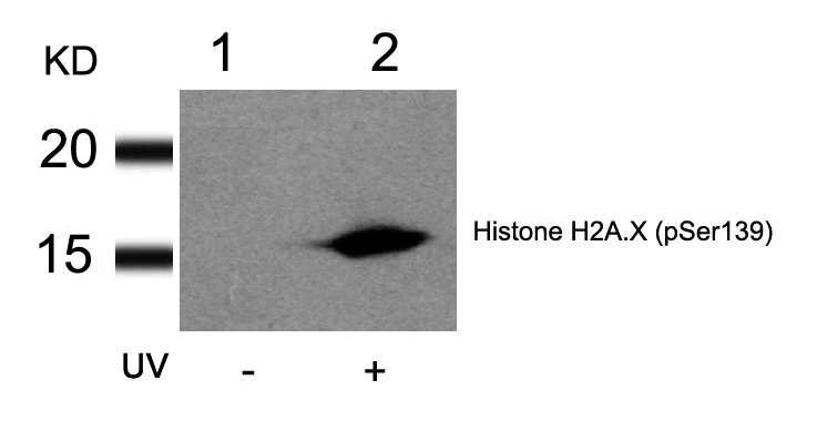 Polyclonal Antibody to Histone H2A.X (Phospho-Ser139)