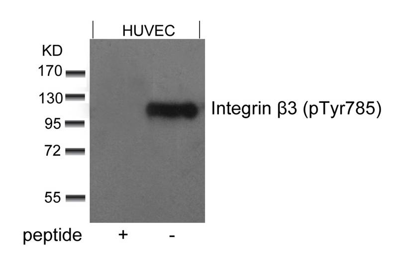 Polyclonal Antibody to Integrin beta3 (Phospho-Tyr785)