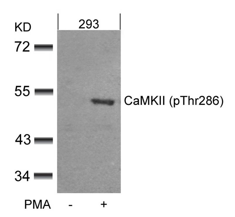 Polyclonal Antibody to CaMKII (Phospho-Thr286)