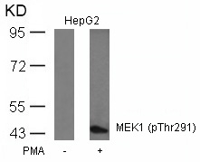 Polyclonal Antibody to MEK1 (Phospho-Thr291)