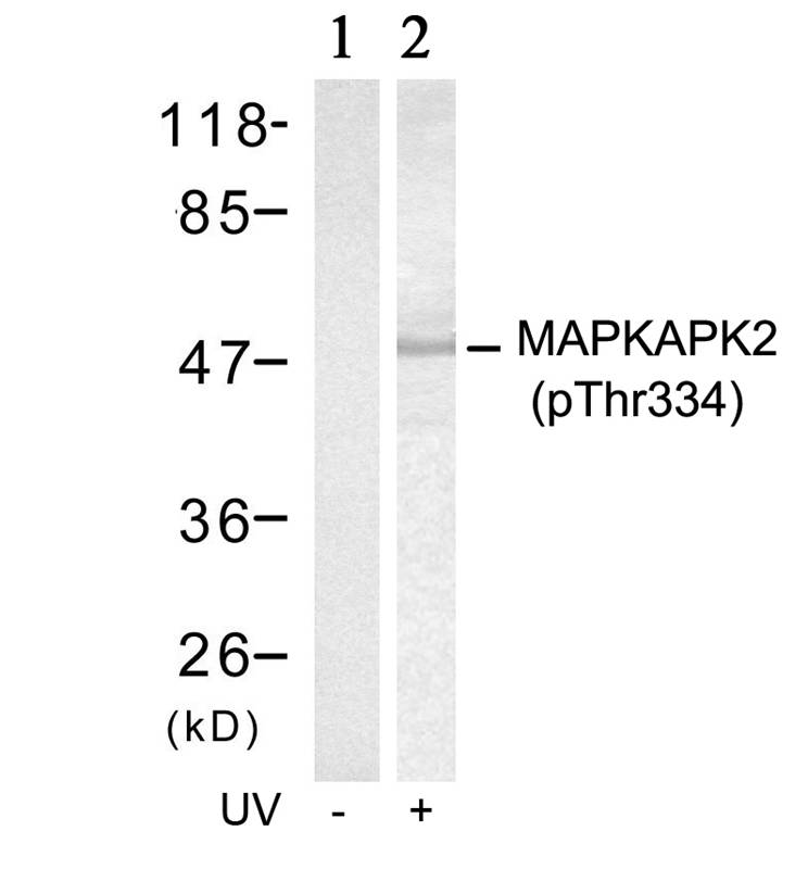 Polyclonal Antibody to MAPKAPK-2 (Phospho-Thr334)